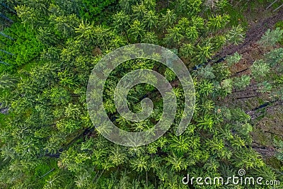 Birds eye view from the drone to a empty road through the forest with high trees. Stock Photo