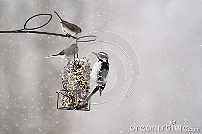 Birds feeding on suet cake in winter Stock Photo