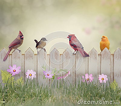 Birds on the Fence Stock Photo