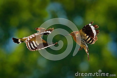 Birds fight fly, Hoopoe, Upupa epops, nice orange bird with in the green forest habitat, Bulgaria. Beautiful bird in the nature, Stock Photo