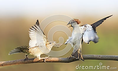 birds fighting on a branch in autumn Park Stock Photo