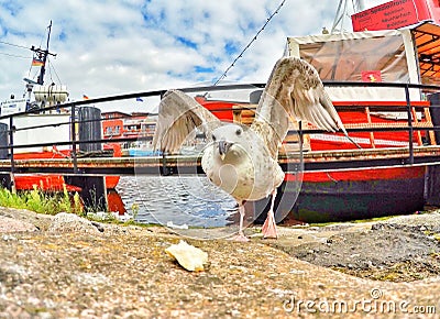 Birds fighting for food Stock Photo