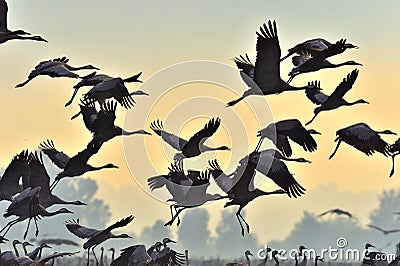 Flock of cranes flies at sunrise. Foggy morning, Sunrise sky background. Stock Photo