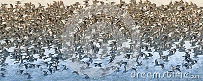 Birds flock, background Stock Photo