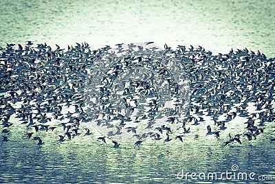 Birds flock, background Stock Photo