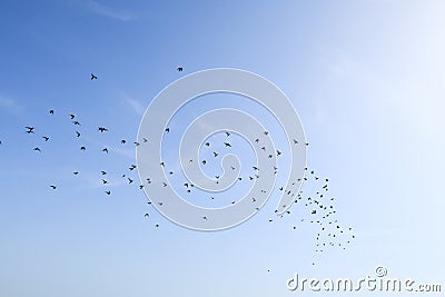 Birds flock pigeons flying sky nature naturalistic Stock Photo