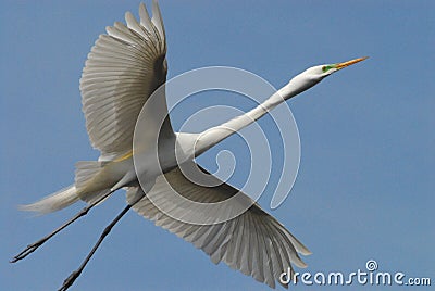 BIRDS- Florida- Close Up of a Great White Egret Stretched Out Across the Sky Stock Photo