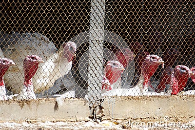 Birds Flu Outbreak Editorial Stock Photo