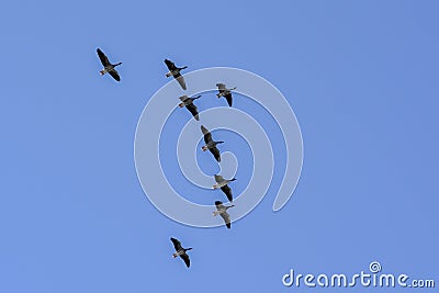 Birds fly high Stock Photo