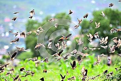 Birds fly after rain Stock Photo