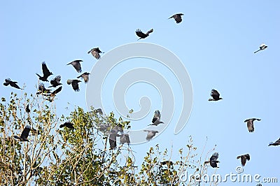 Birds flying Stock Photo