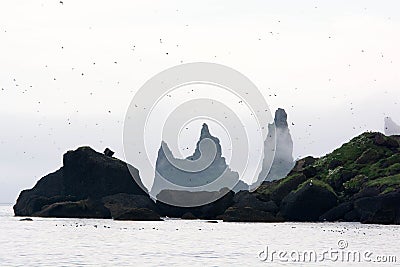 Birds flying around famous cliffs. South Iceland Stock Photo