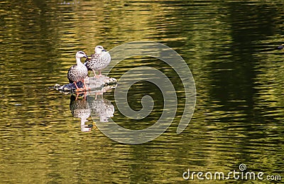 Birds flying daytime Stock Photo