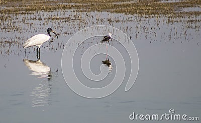 Birds flying daytime Stock Photo