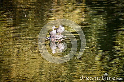 Birds flying daytime Stock Photo