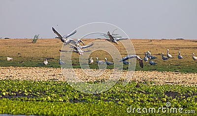 Birds flying daytime Stock Photo