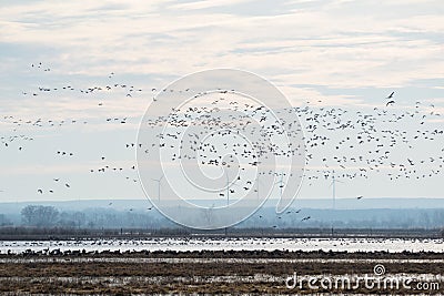 Birds flying in Ferto-Hansag National Park, Hungary Stock Photo