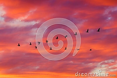 Birds flying in formation at Sunset Stock Photo