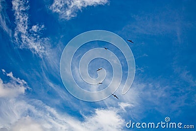 Birds flying high in the blue sky Stock Photo