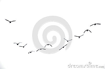 Birds Flying in Overcast Sky Stock Photo