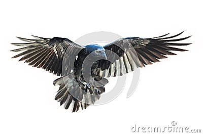 Birds flying ravens isolated on white background Corvus corax. Halloween - flying bird Stock Photo