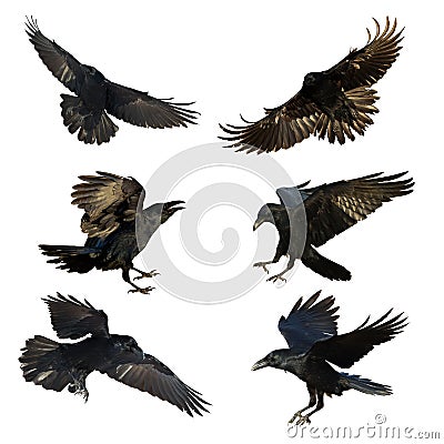 Birds flying ravens isolated on white background Corvus corax. Halloween - mix six birds Stock Photo