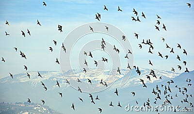 Birds flying in the sky Stock Photo