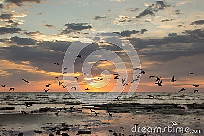 Birds flying sunrise Stock Photo