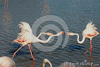 BIRDS- France- Close Up of Wild Flamingos Fighting While Wading in the Rhone River Stock Photo