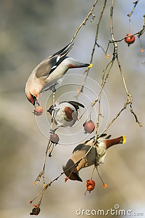 Birds funny waxwings eating apples in the Park sitting on a bran Stock Photo