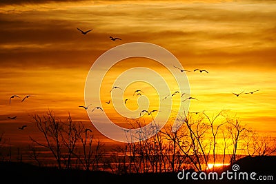 Birds and golden cloud in Nianhu Lake Stock Photo