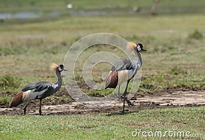 Birds in the grass. Stock Photo