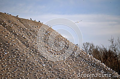 Birds on gravel pile Stock Photo
