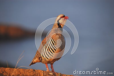 BIRDS- Greece- Extreme Close Up of a Colorful Wild Rock Partridge Stock Photo