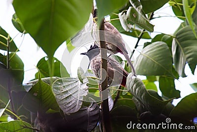 A bird resting on the thin branch of a plant in the bush Stock Photo