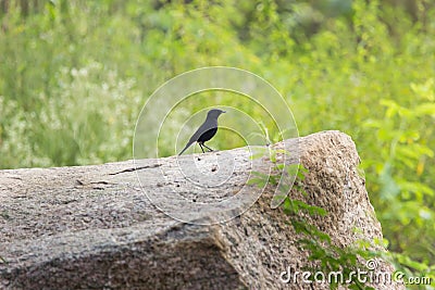 A bird on the rock resting in summer afternoon Stock Photo