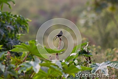 A bird resting on the thin branch of a plant on the tree Stock Photo