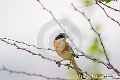 A bird resting on the thin branch of a plant on the tree Stock Photo