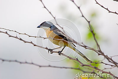 A bird resting on the thin branch of a plant on the tree Stock Photo