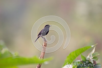 A bird resting on the stalk of a plant in the bush Stock Photo