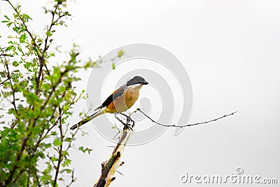 A bird resting on the stalk of a plant in the bush Stock Photo