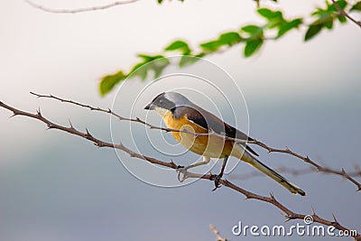 A bird resting on the stalk of a plant in the bush Stock Photo