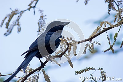 A black bird sitting on the tree branch and looking away Stock Photo