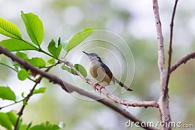 A bird on the tree top resting after a long flight Stock Photo