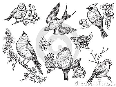 Birds hand drawn illuatrations in vintage style with spring blossom flowers. Vector Illustration