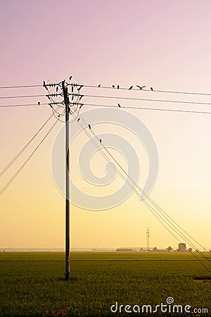 Birds hang onto electricity power lines. Stock Photo