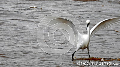 Birds .Storm on the Mediterranean Sea. Ashdod. Israel. Stock Photo