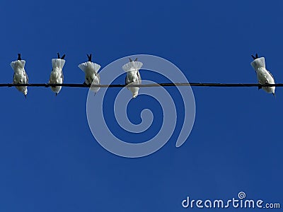 Birds high up on a wire Stock Photo