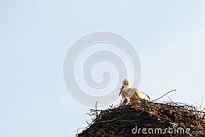 Birds home - stork and chick in the nest Stock Photo