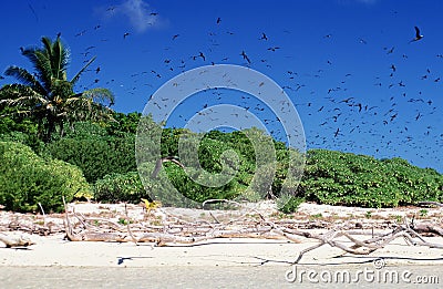 White sandy beach driftwood and birds Stock Photo